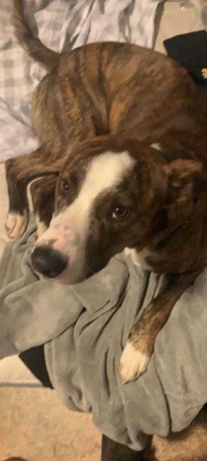Lost dog in Rhome, TX, 76078