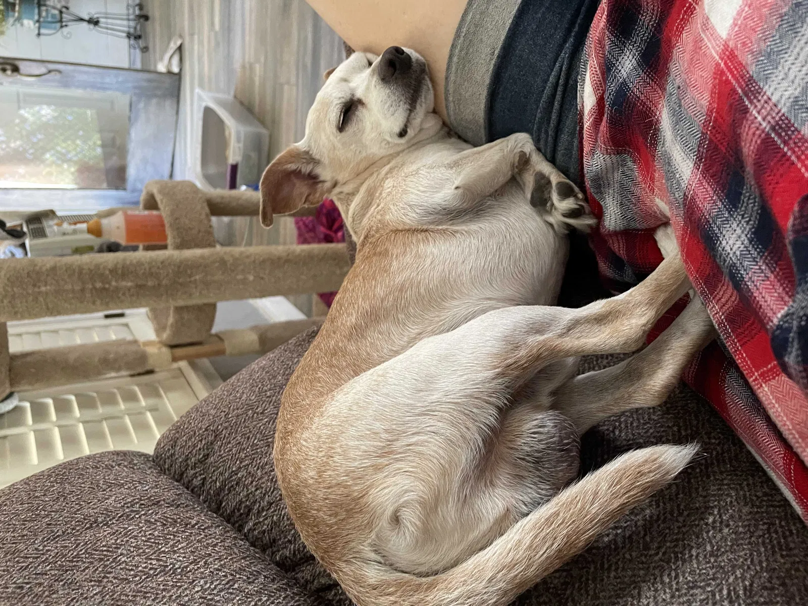 Lost dog in Pomona, CA, 91766