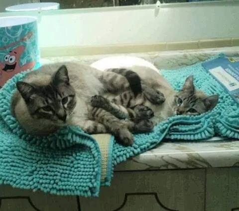 Lost cat in Florissant, MO, 63034
