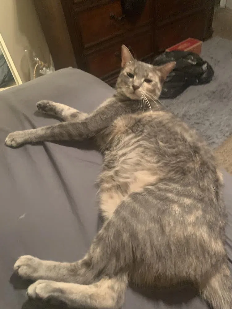 Lost cat in Pflugerville, TX, 78660