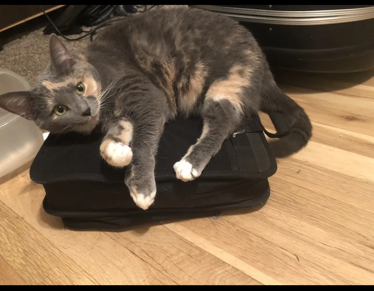 Lost cat in Los Angeles, CA, 90008