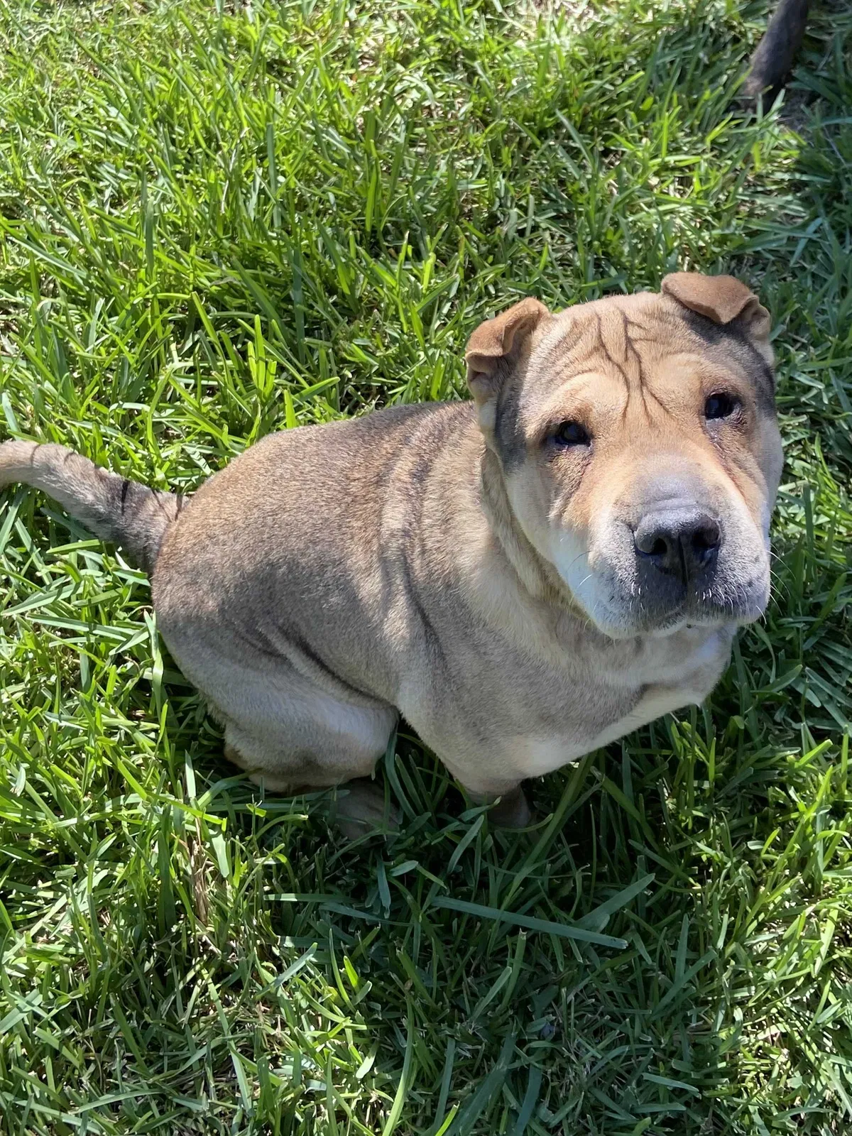 Lost dog in Corpus Christi, TX, 78412