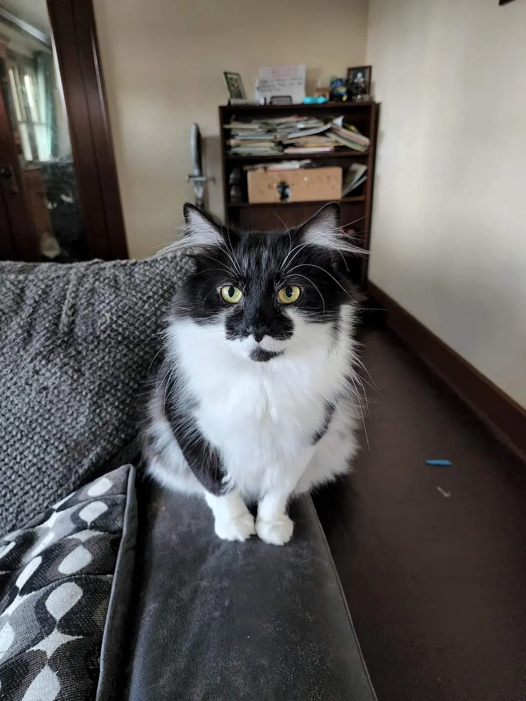 Lost cat in Cleveland, OH, 44129