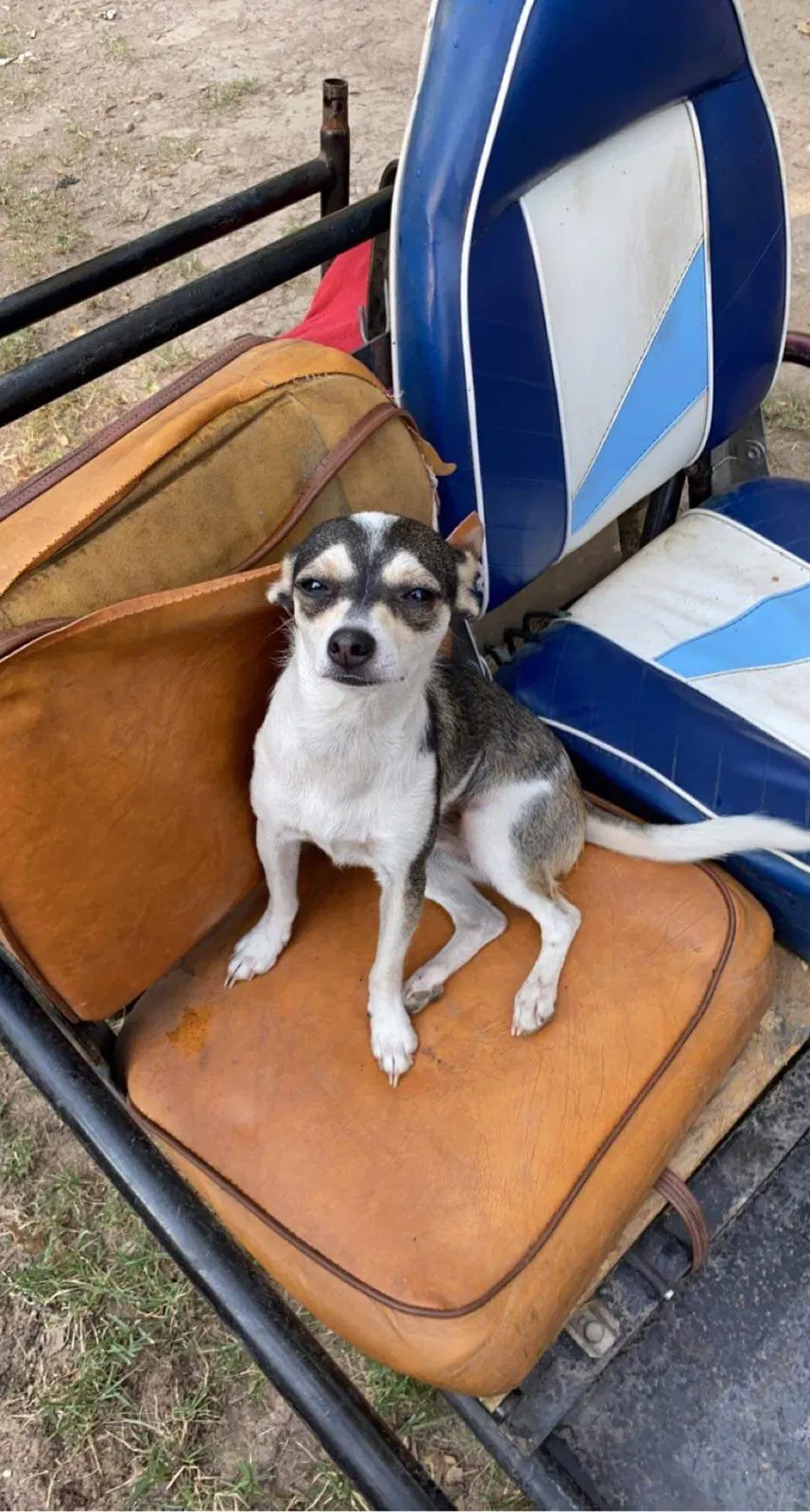 Lost dog in Mabank, TX, 75156