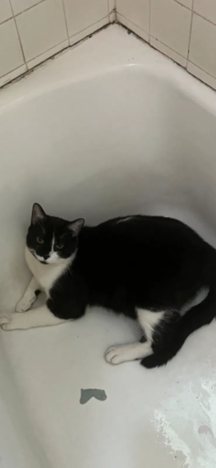 Lost cat in Powder Springs, GA, 30127