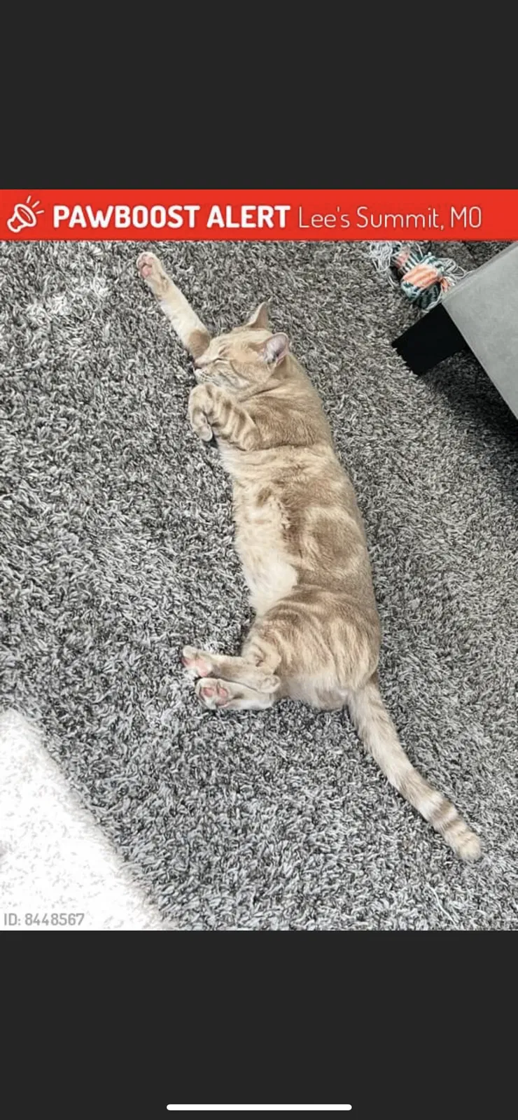 Lost cat in Lees Summit, MO, 64064