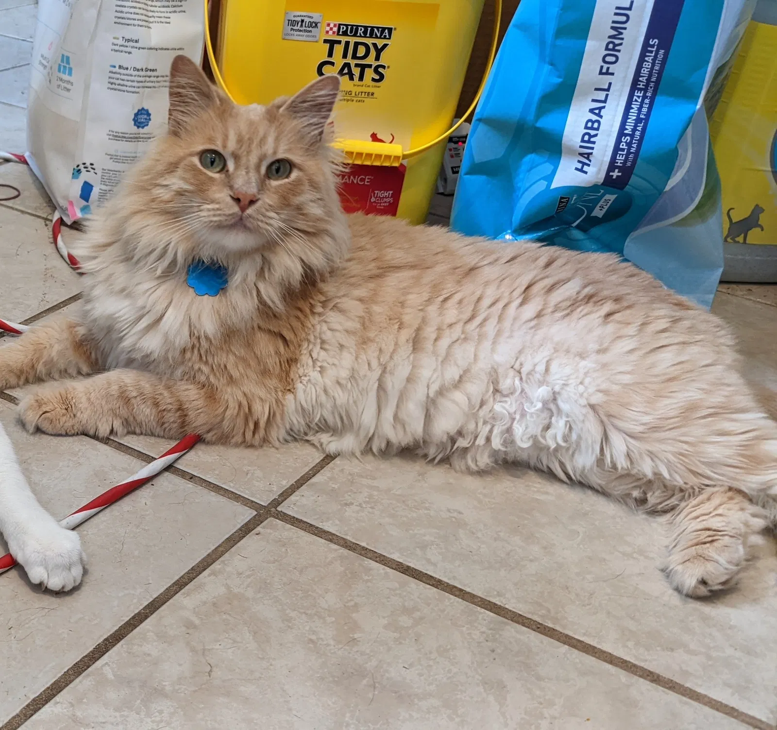 Lost cat in Thibodaux, LA, 70301