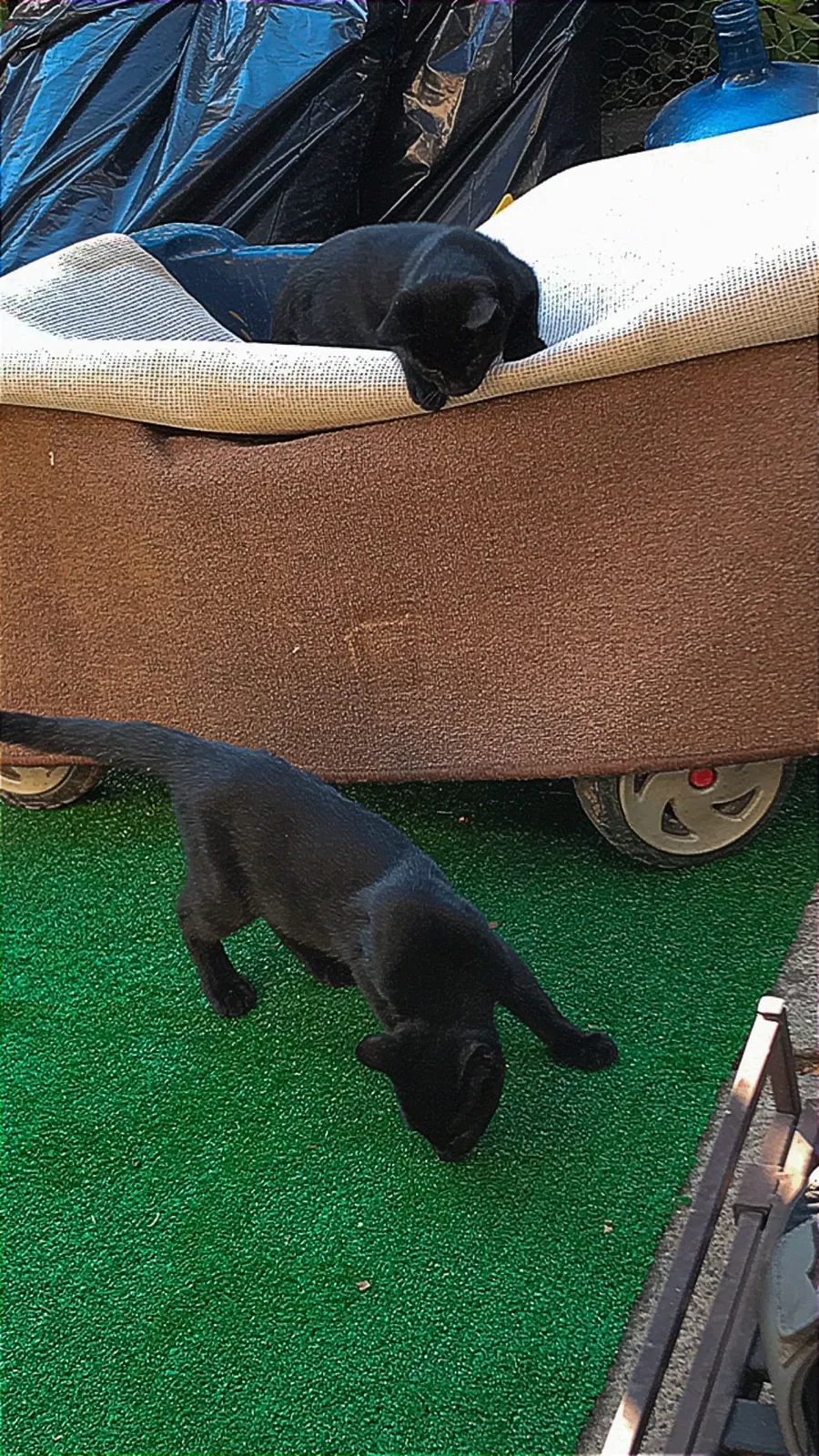 Lost cat in Davis, CA, 95616