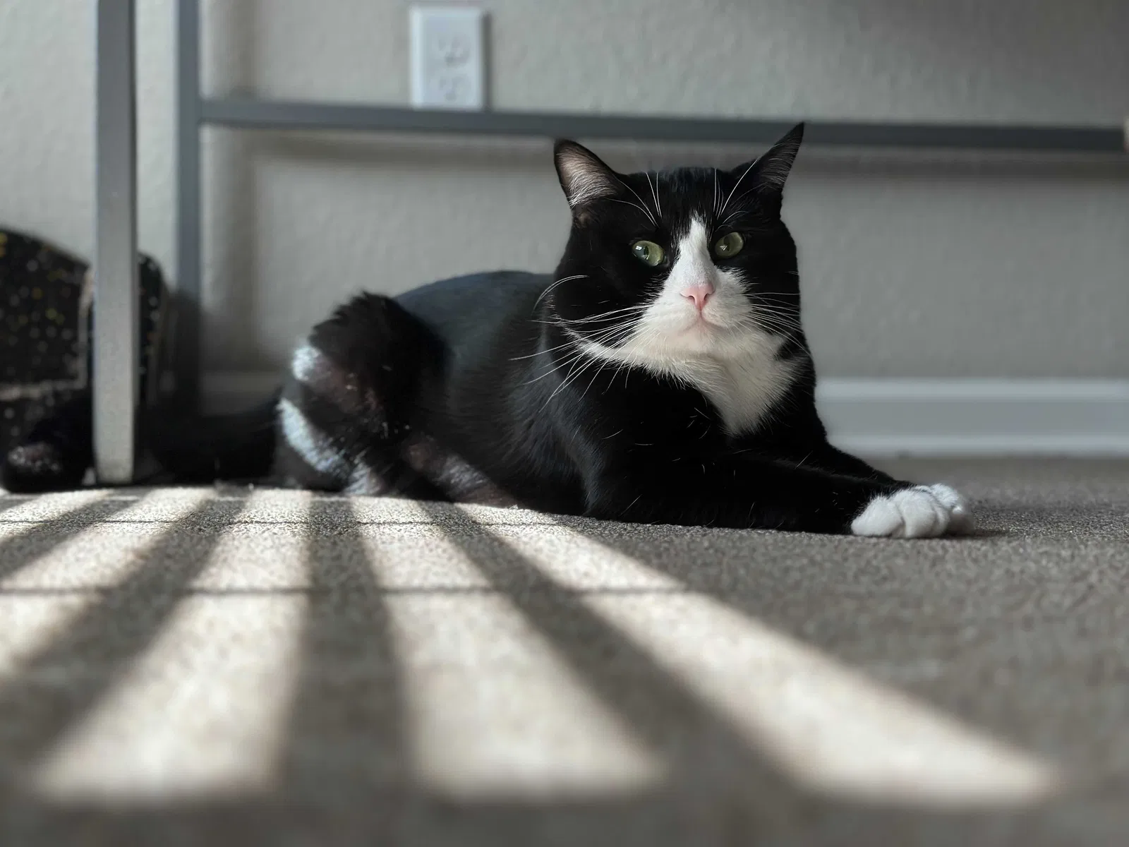 Lost cat in Fort Collins, CO, 80524