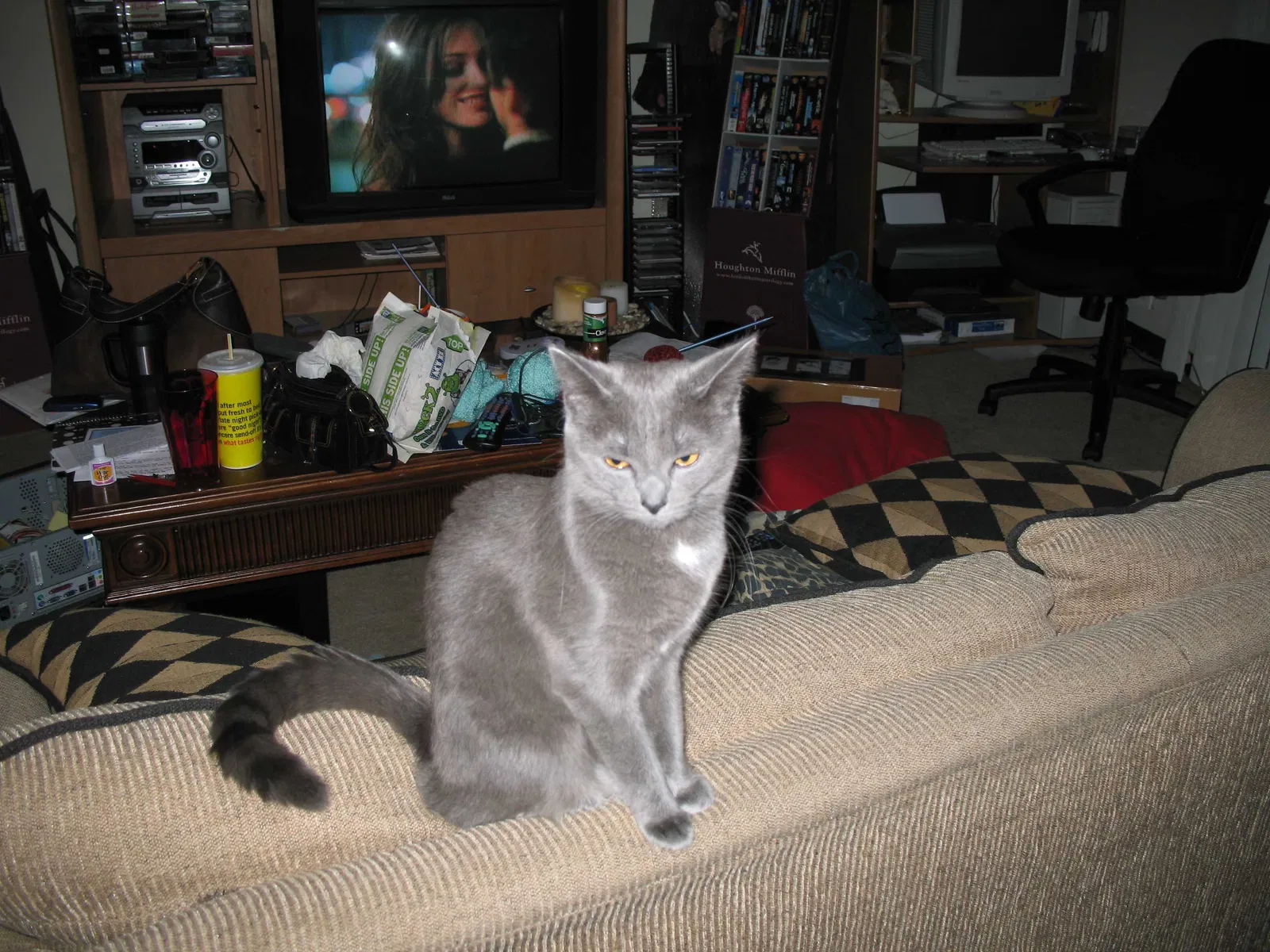 Lost cat in Girard, PA, 16417