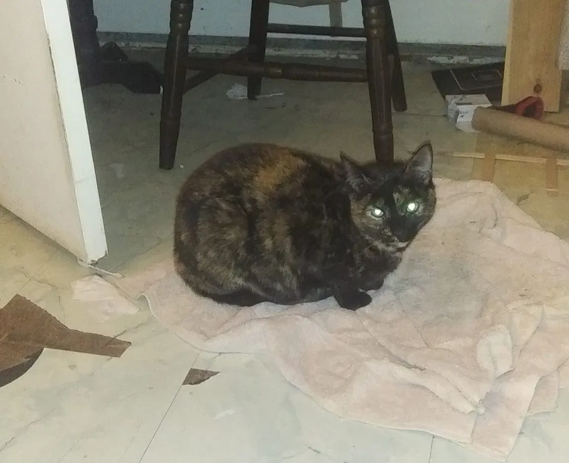 Lost cat in Easton, PA, 18042