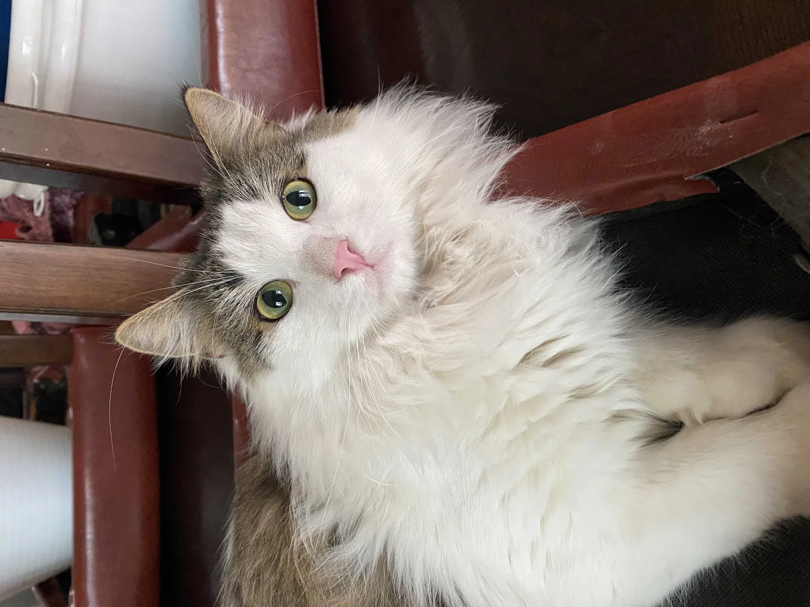 Lost cat in Mesa, AZ, 85210