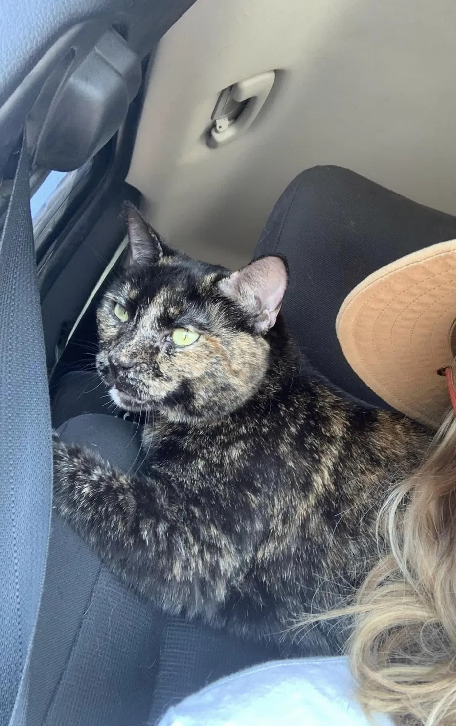 Lost cat in Dallas, TX, 75218