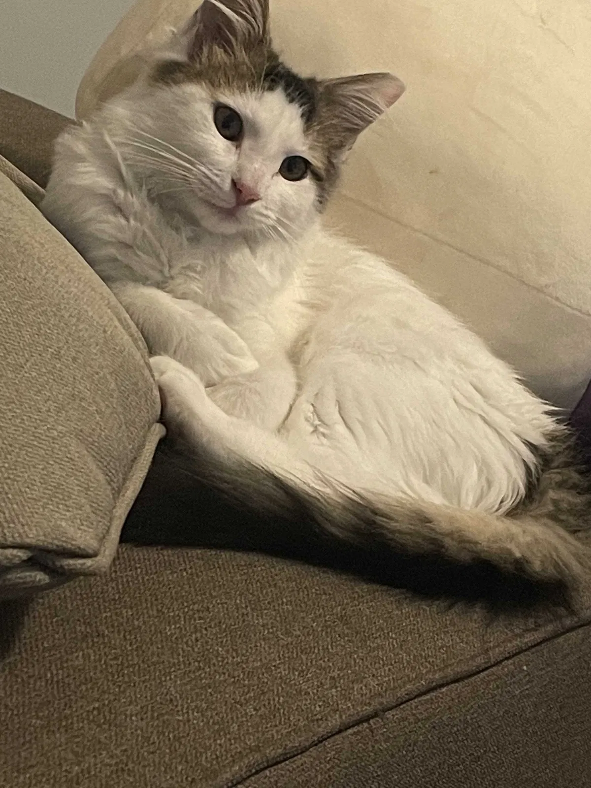 Lost cat in Belton, MO, 64012