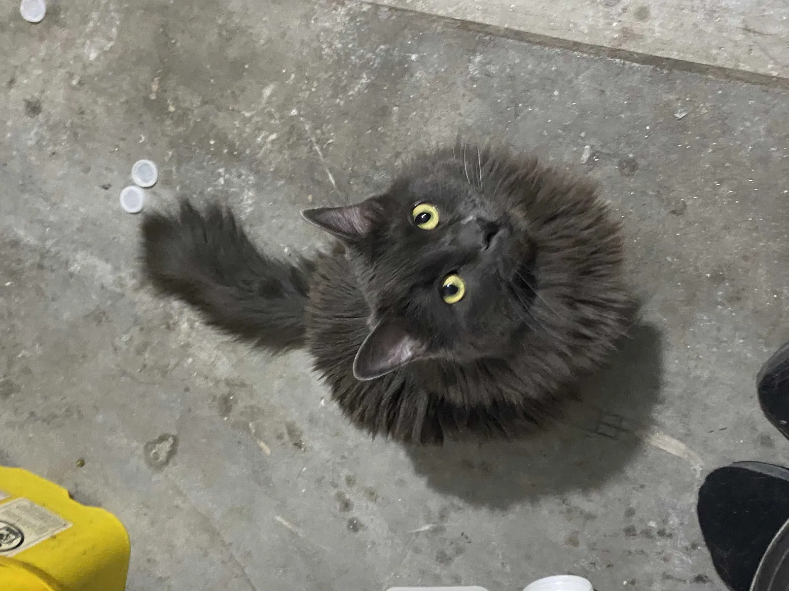 Lost cat in Litchfield Park, AZ, 85340