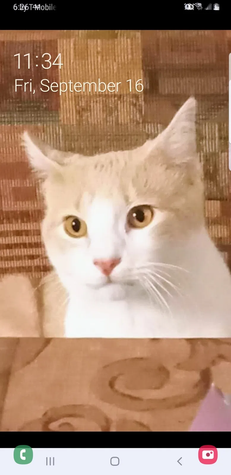 Lost cat in Cantonment, FL, 32533