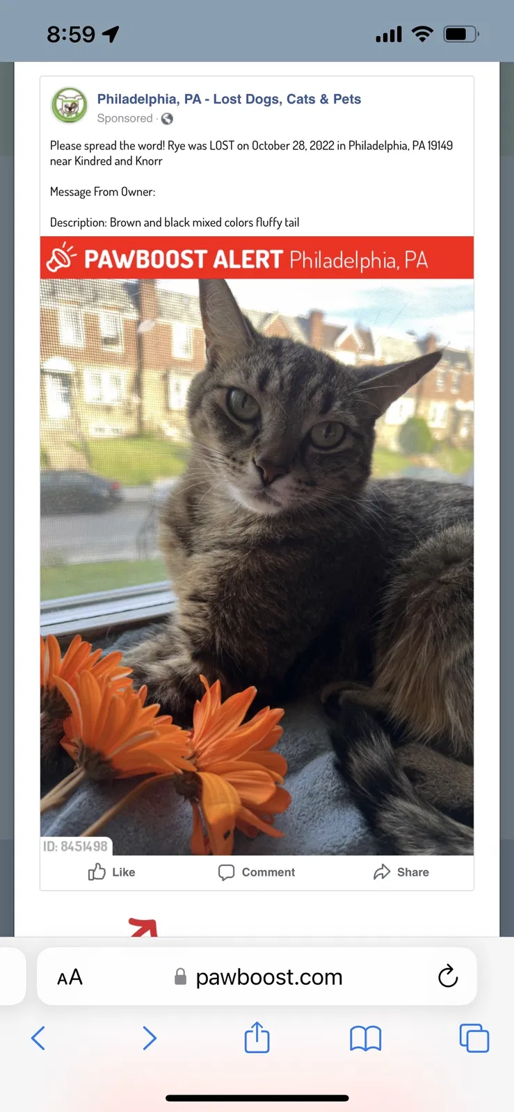 Lost cat in Philadelphia, PA, 19149