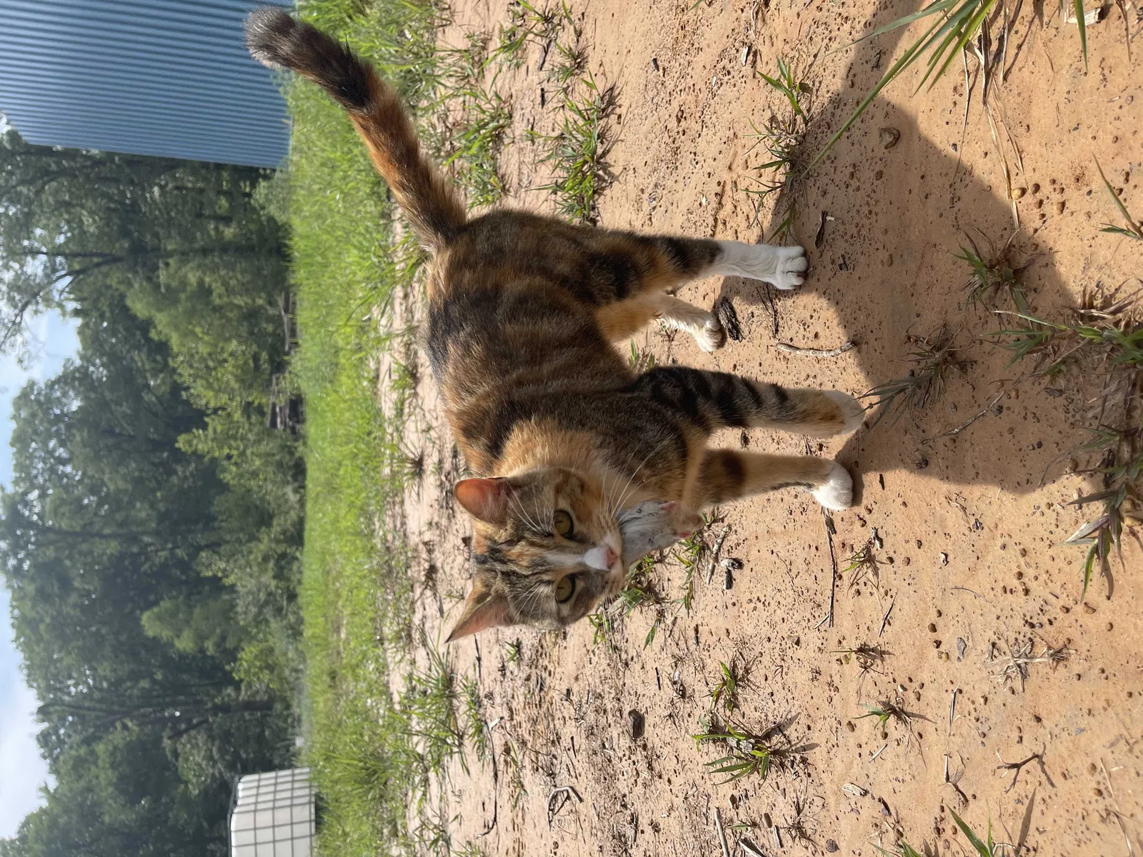 Lost cat in Vian, OK, 74962