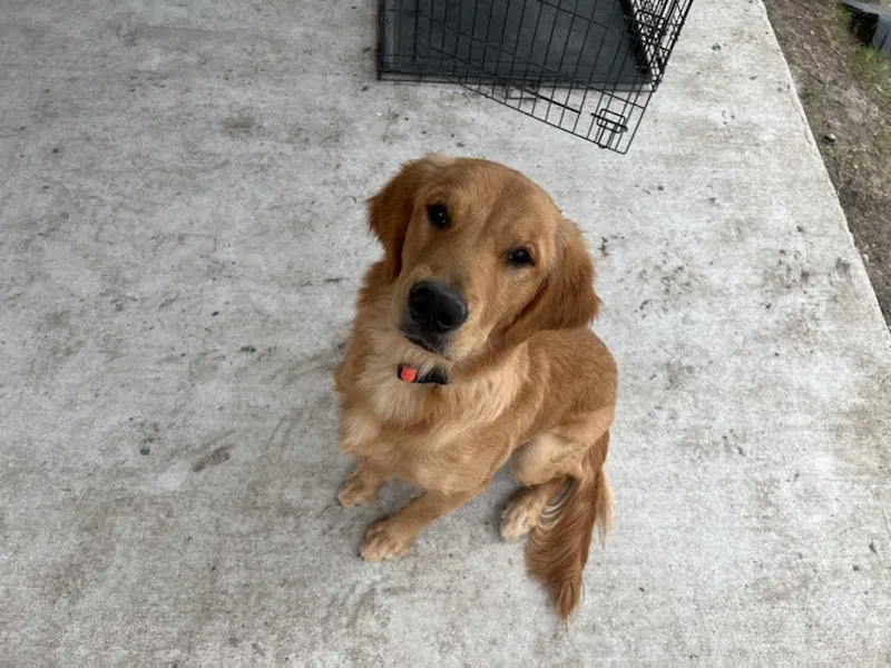Lost dog in Austin, TX, 78747