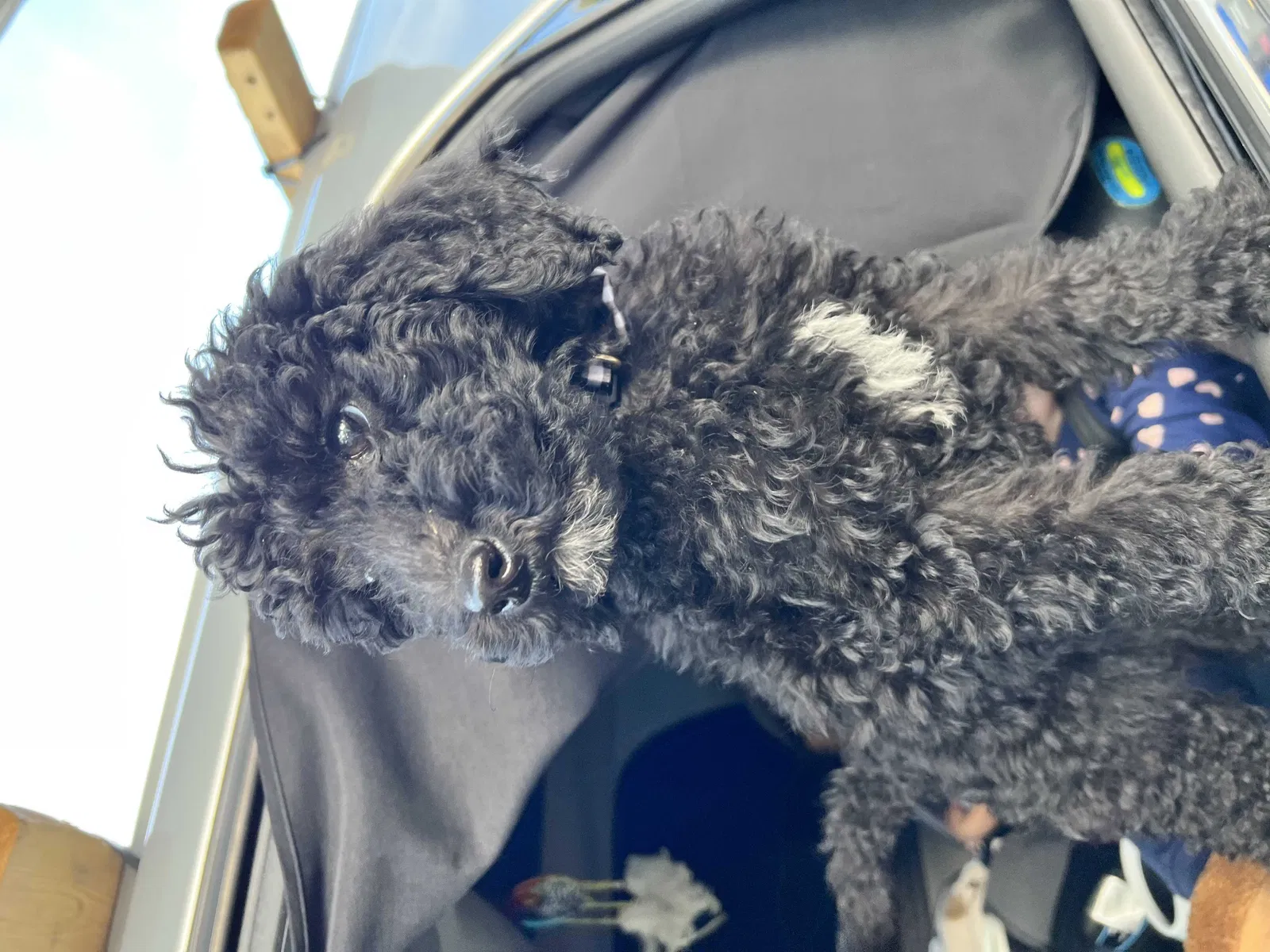 Lost dog in Landis, NC, 28088