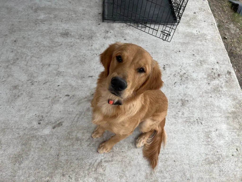 Lost dog in Austin, TX, 78747
