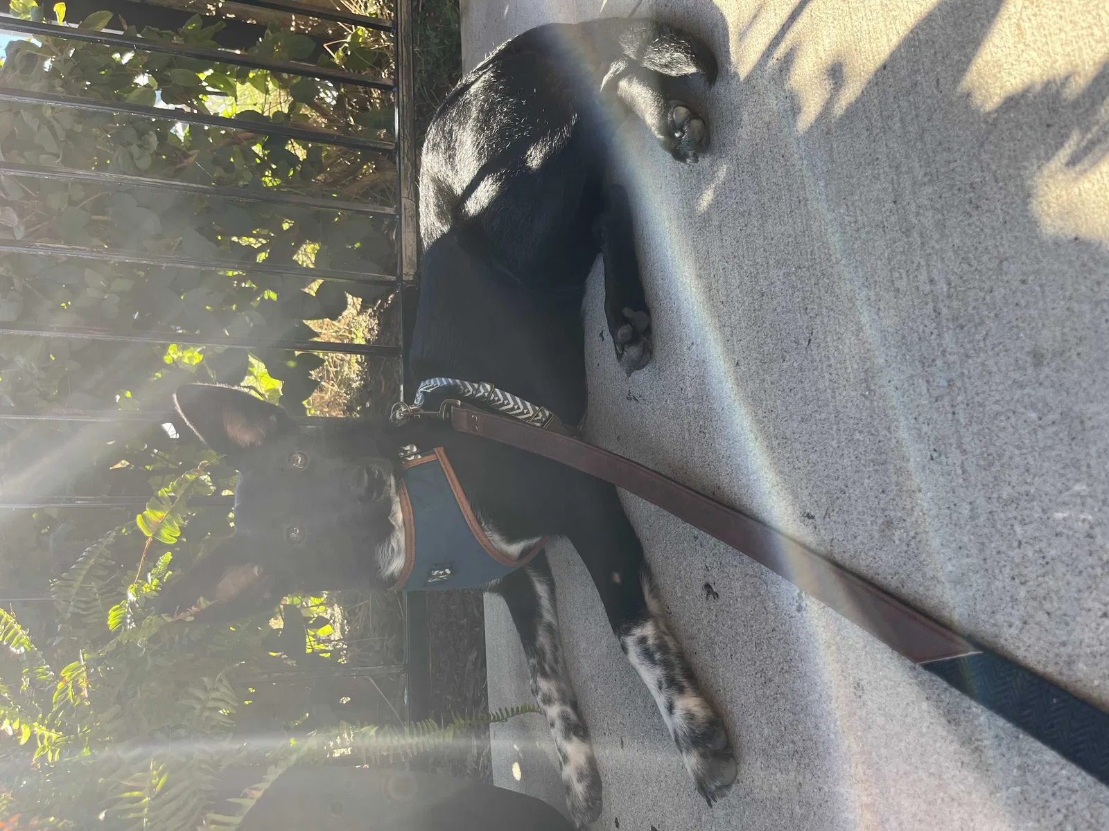 Lost dog in Murfreesboro, TN, 37130