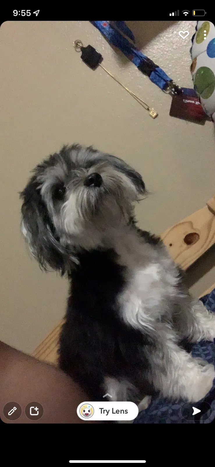 Lost dog in Fort Myers, FL, 33919