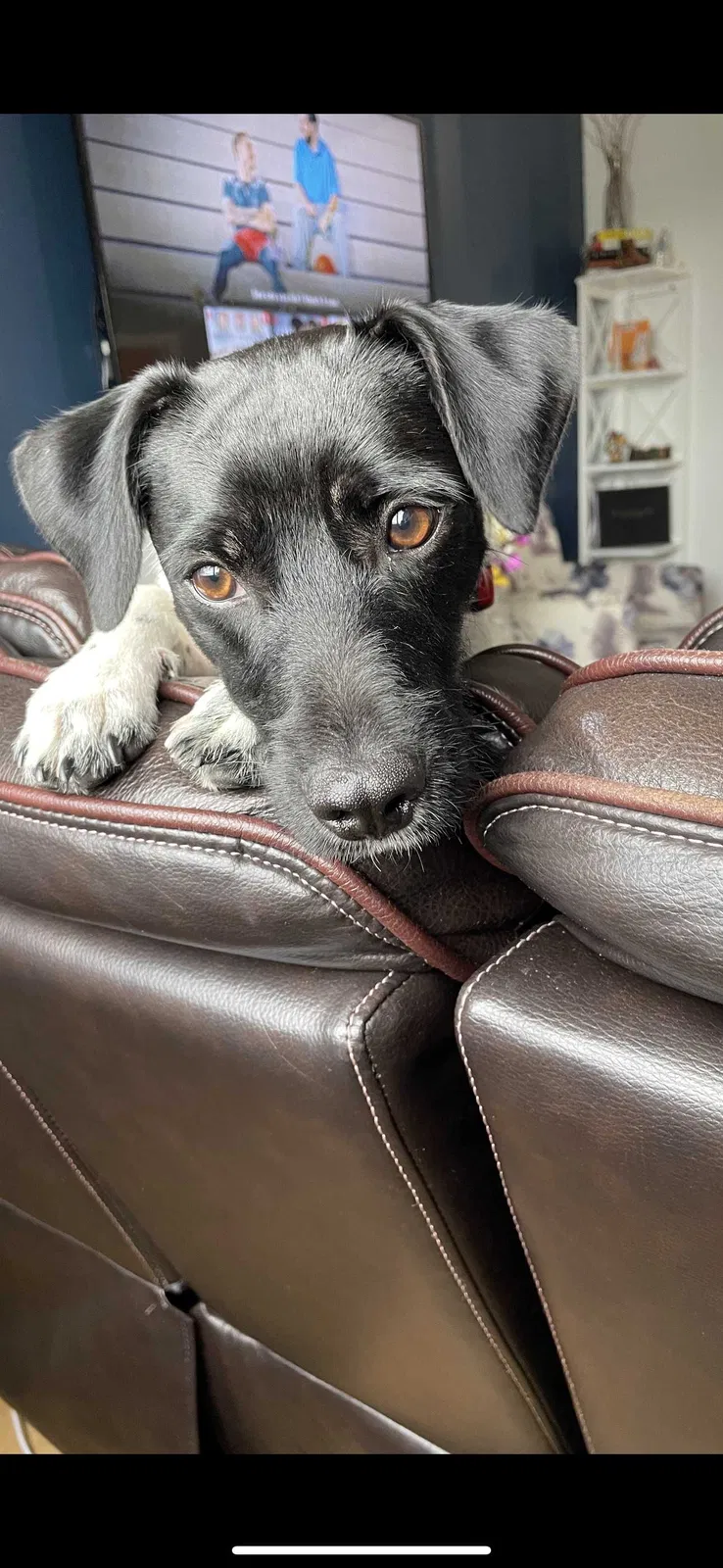 Lost dog in Newark, NJ, 7105