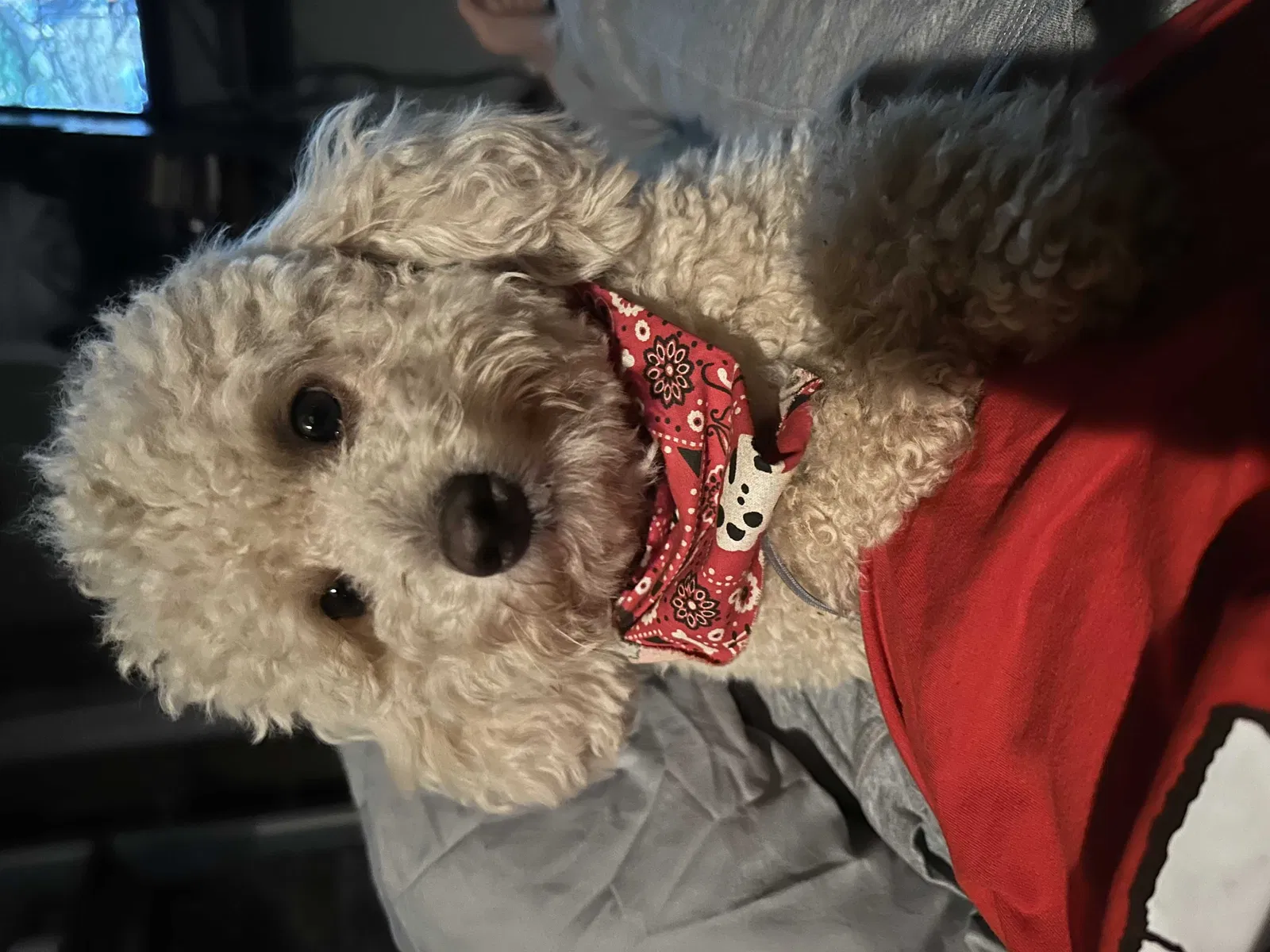 Lost dog in Clarksville, TN, 37040