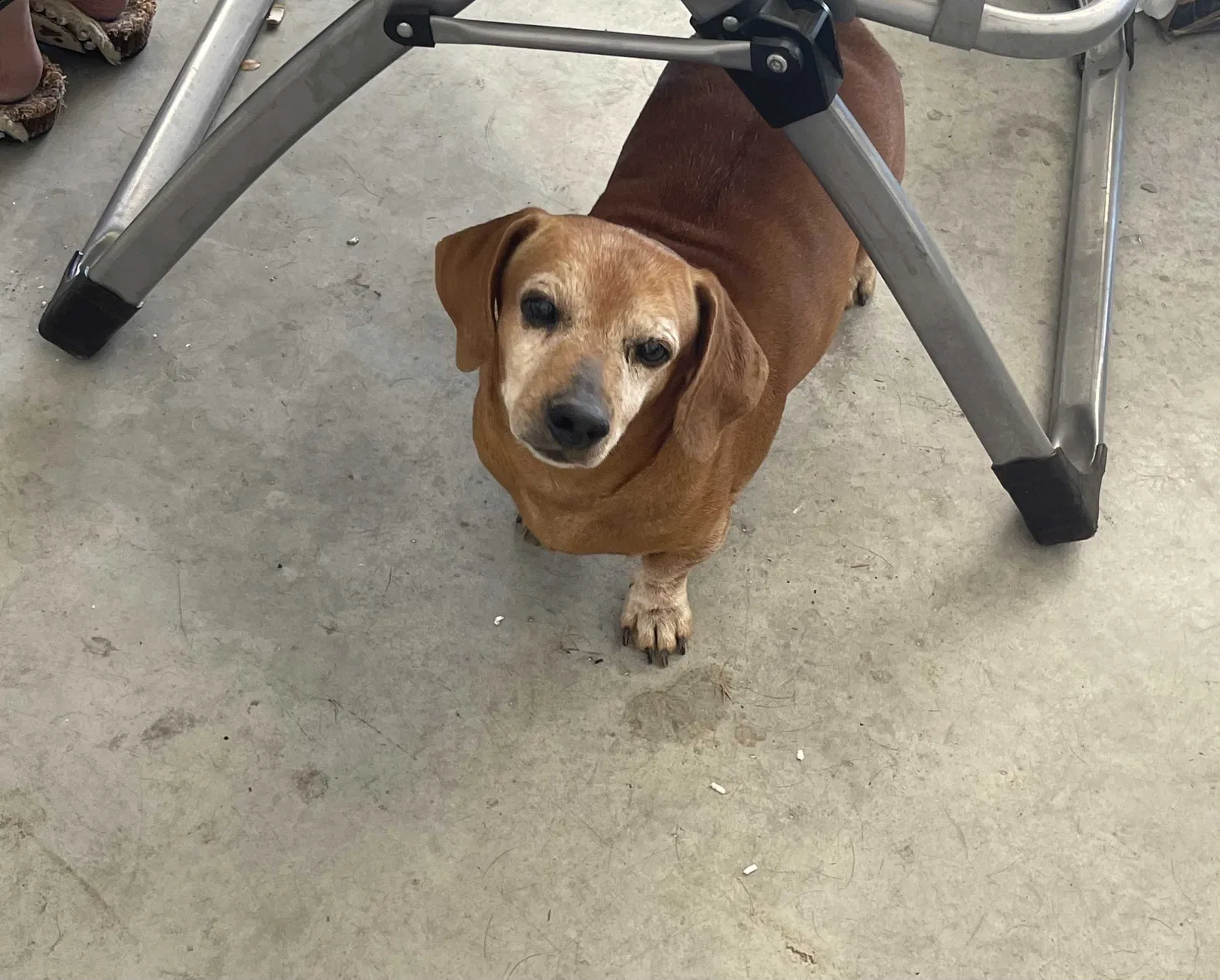 Found dog in New Braunfels, TX, 78130