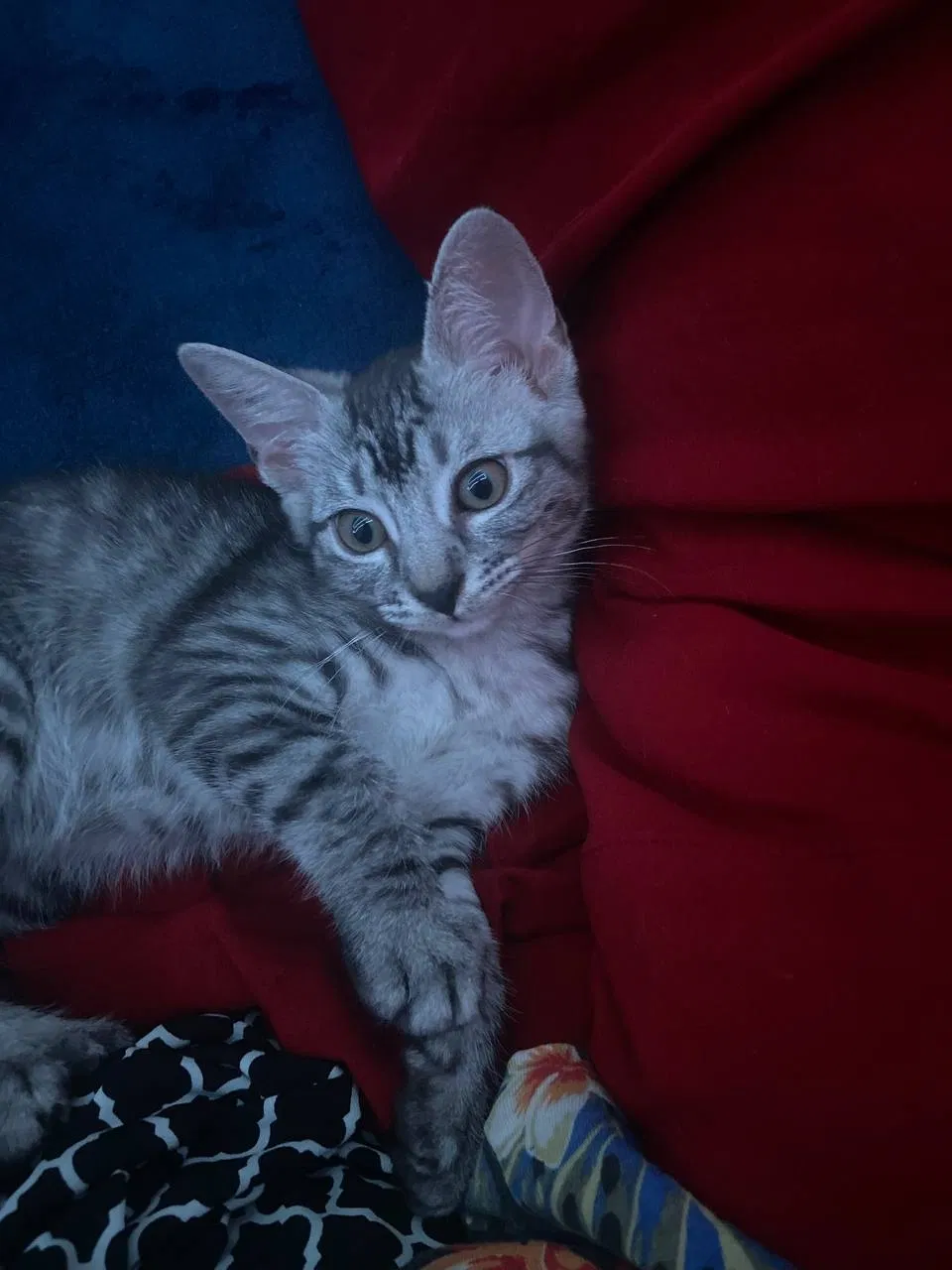 Lost cat in Wheatland, CA, 95692