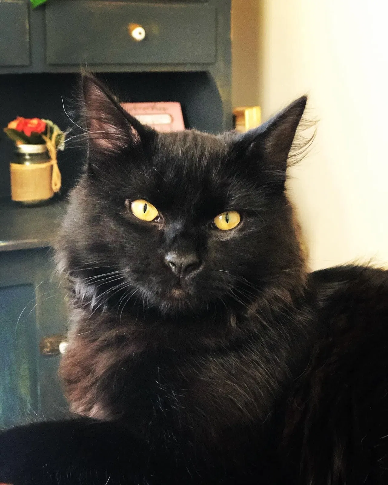 Lost cat in Palmerton, PA, 18071