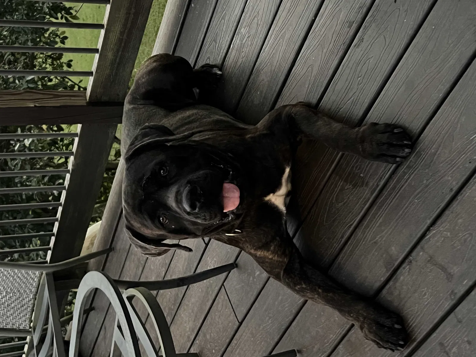 Lost dog in Buford, GA, 30519