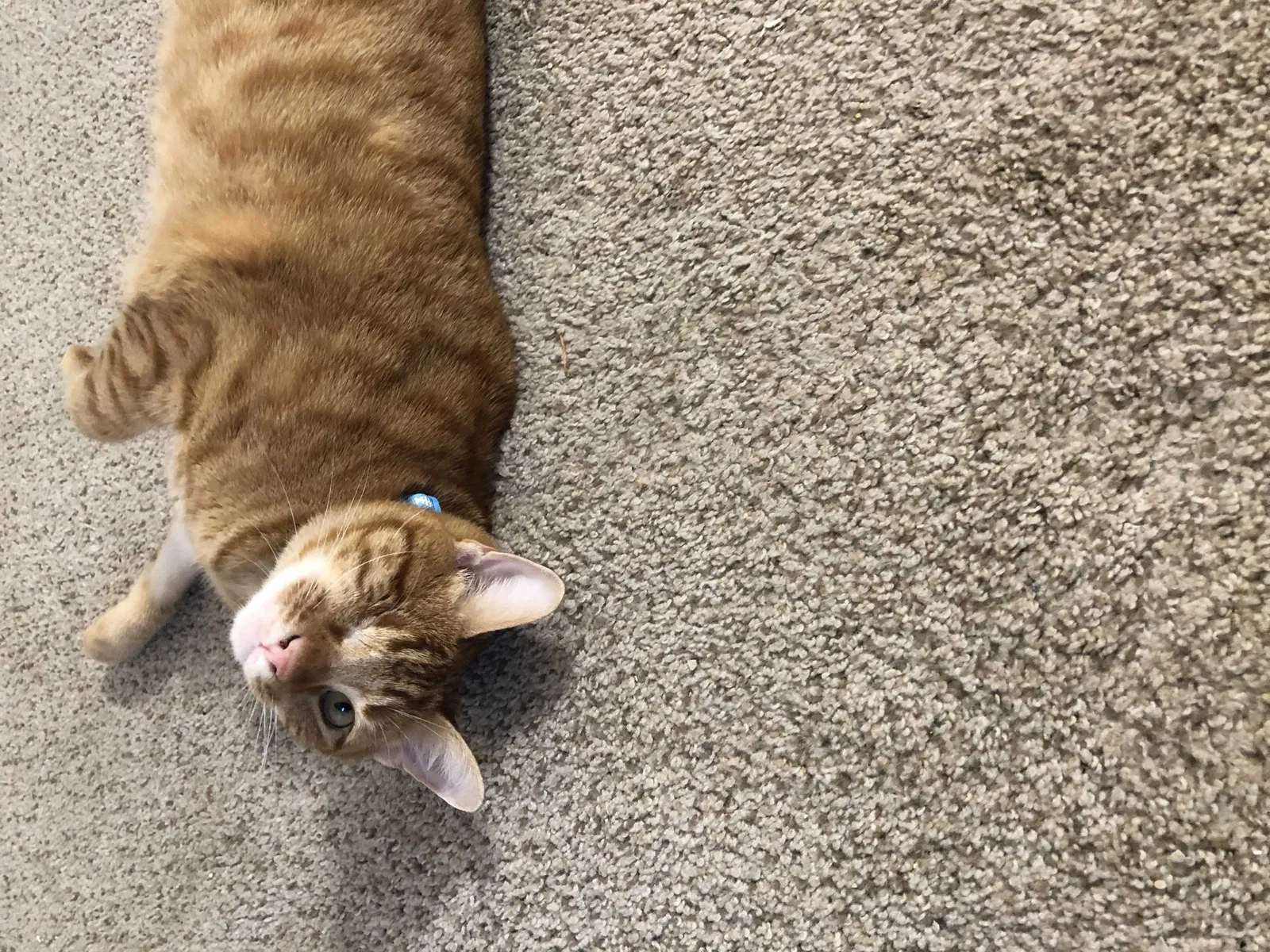 Lost cat in Tacoma, WA, 98433