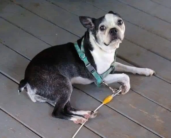 Lost dog in Batavia, NY, 14020