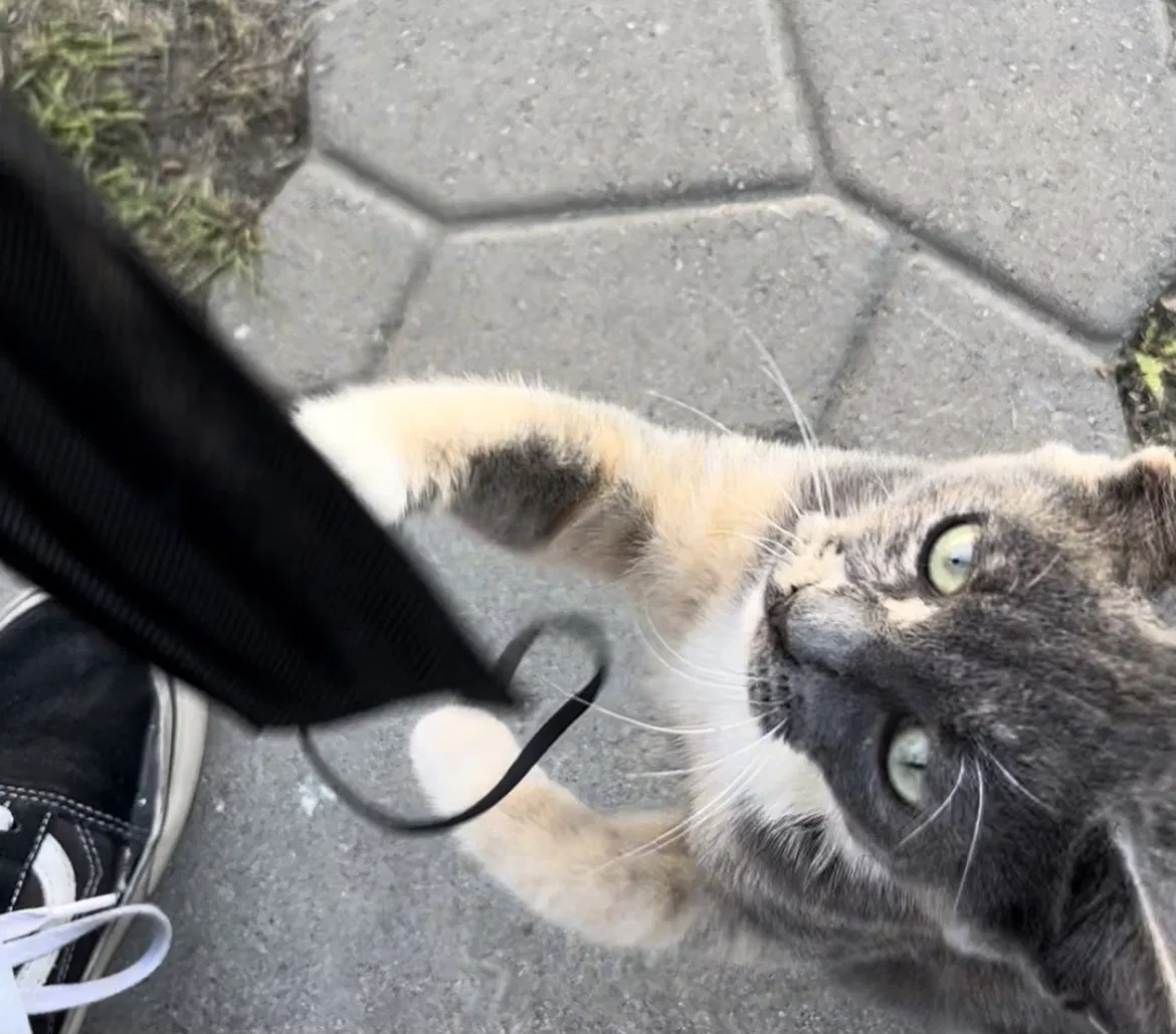 Lost cat in Lakewood, CA, 90715