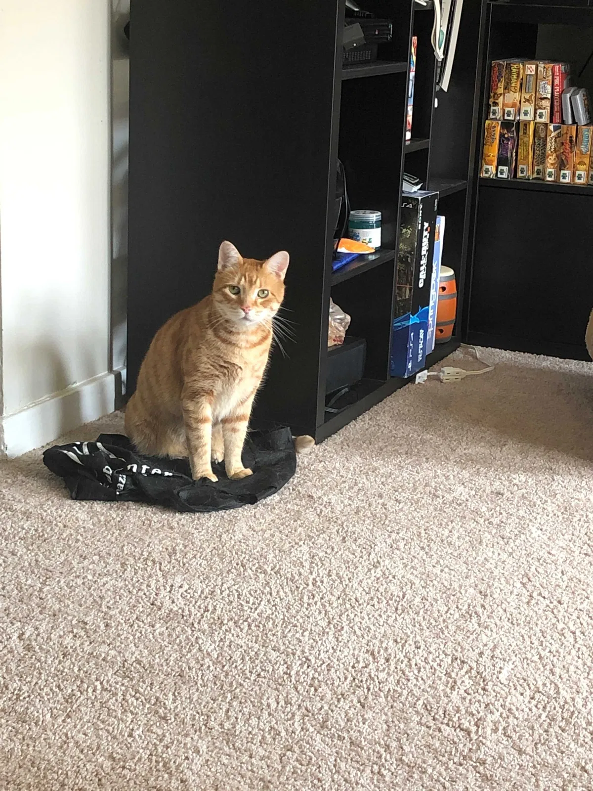 Lost cat in Drexel Hill, PA, 19026