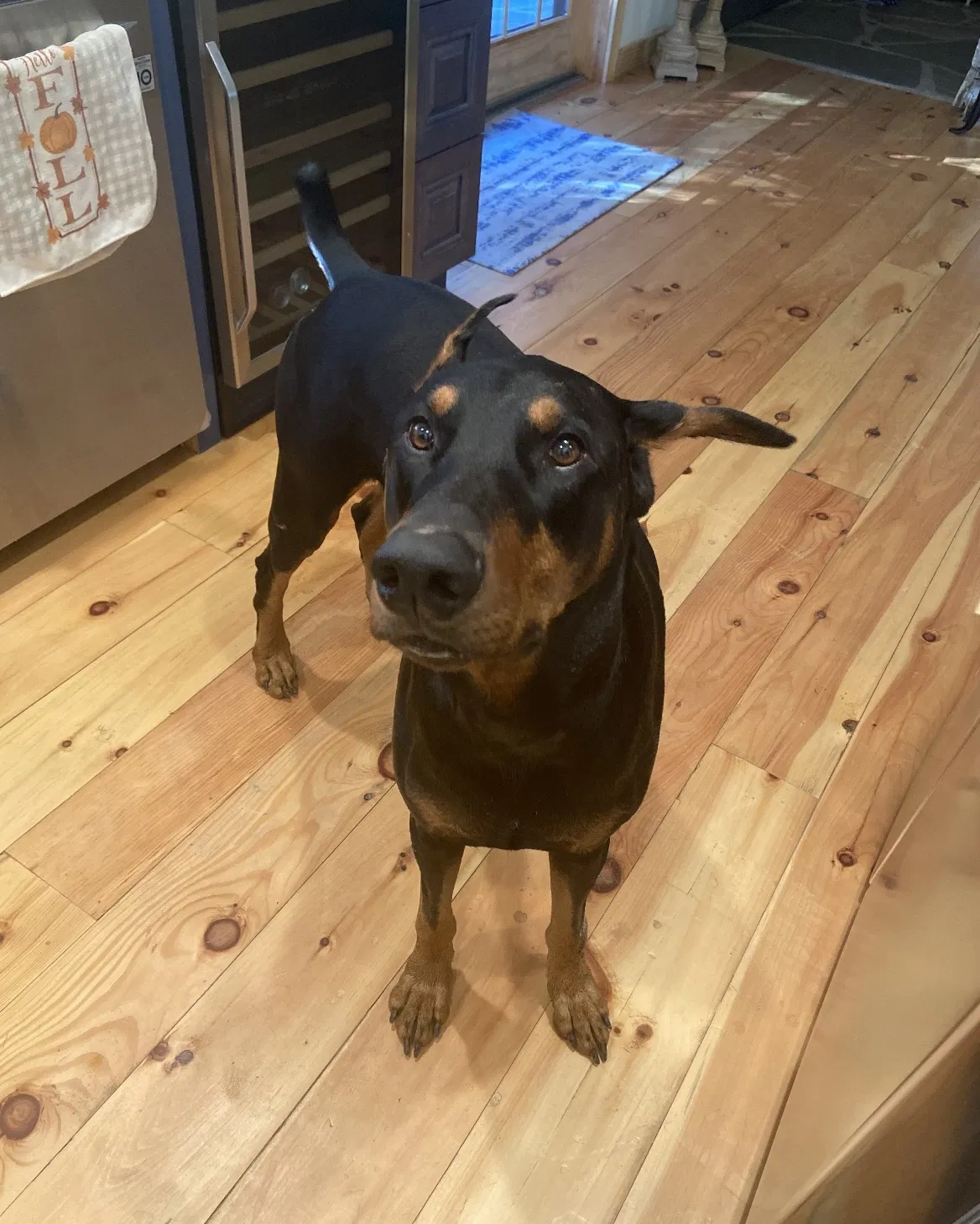 Lost dog in Newfoundland, PA, 18445