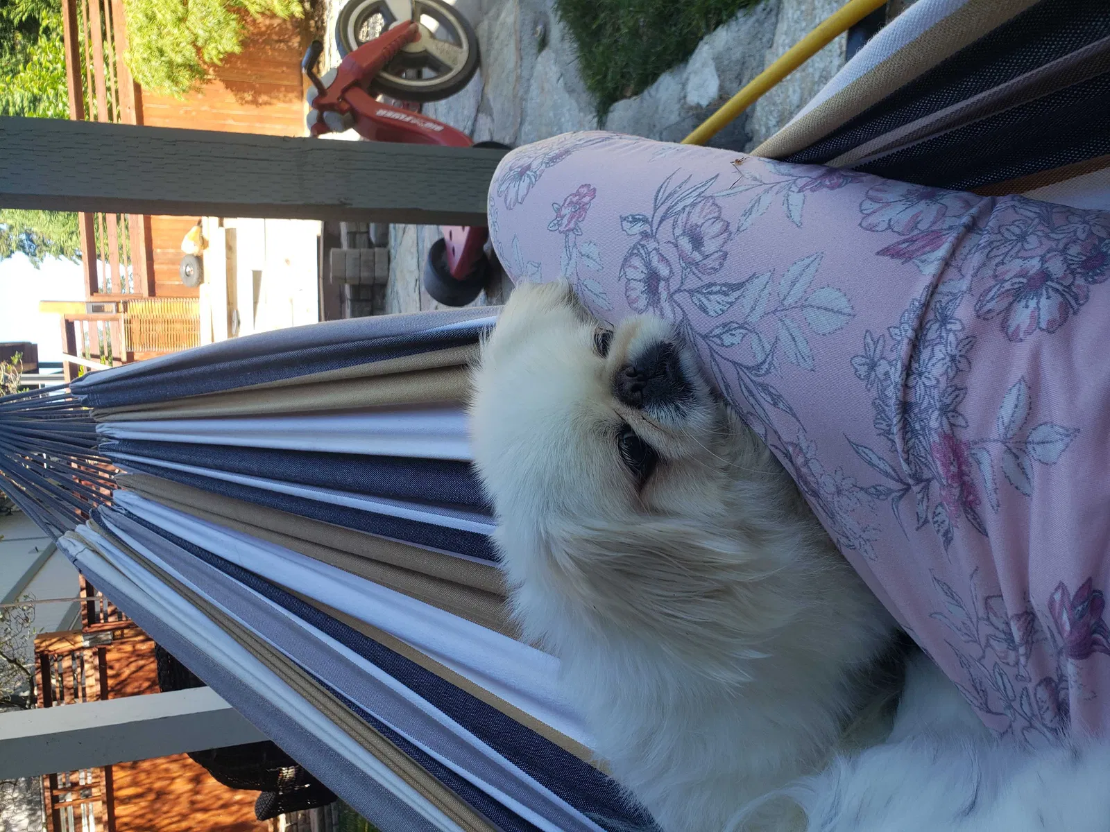 Lost dog in University Place, WA, 98467