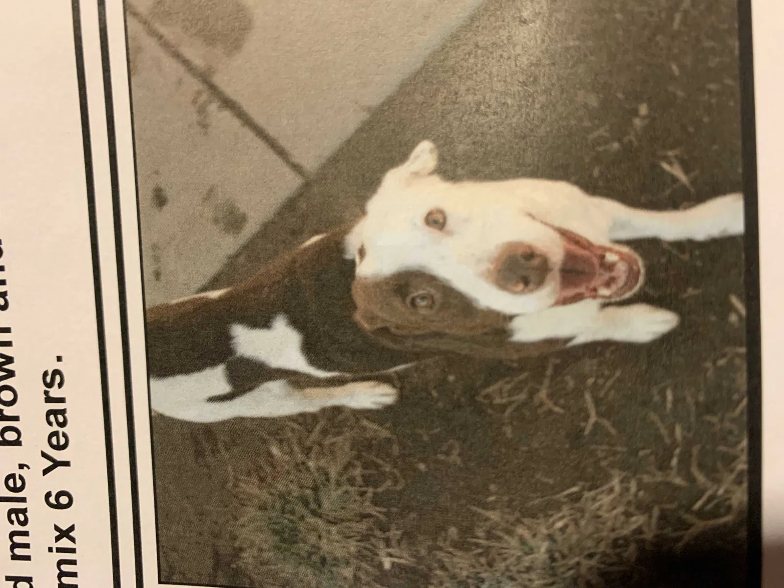 Lost dog in Modesto, CA, 95356