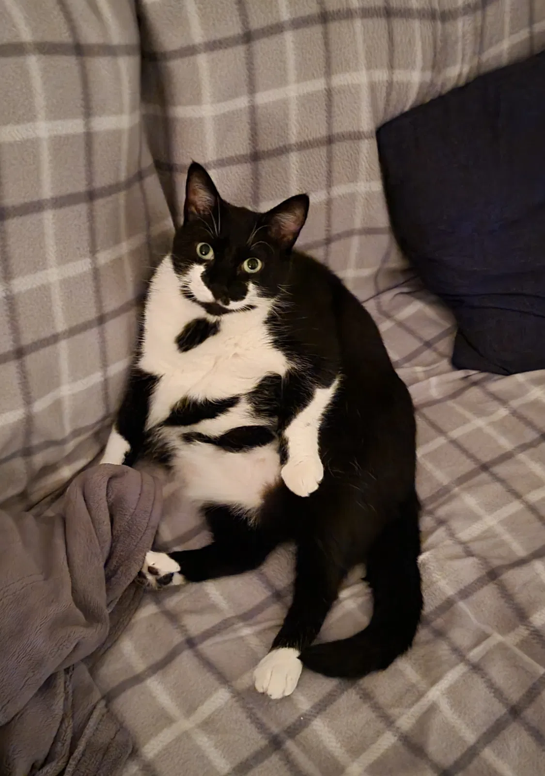 Lost cat in Acworth, GA, 30102