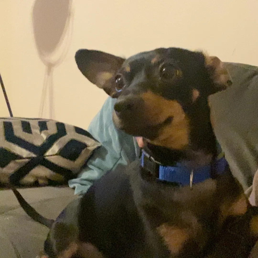 Lost dog in Duluth, GA, 30096