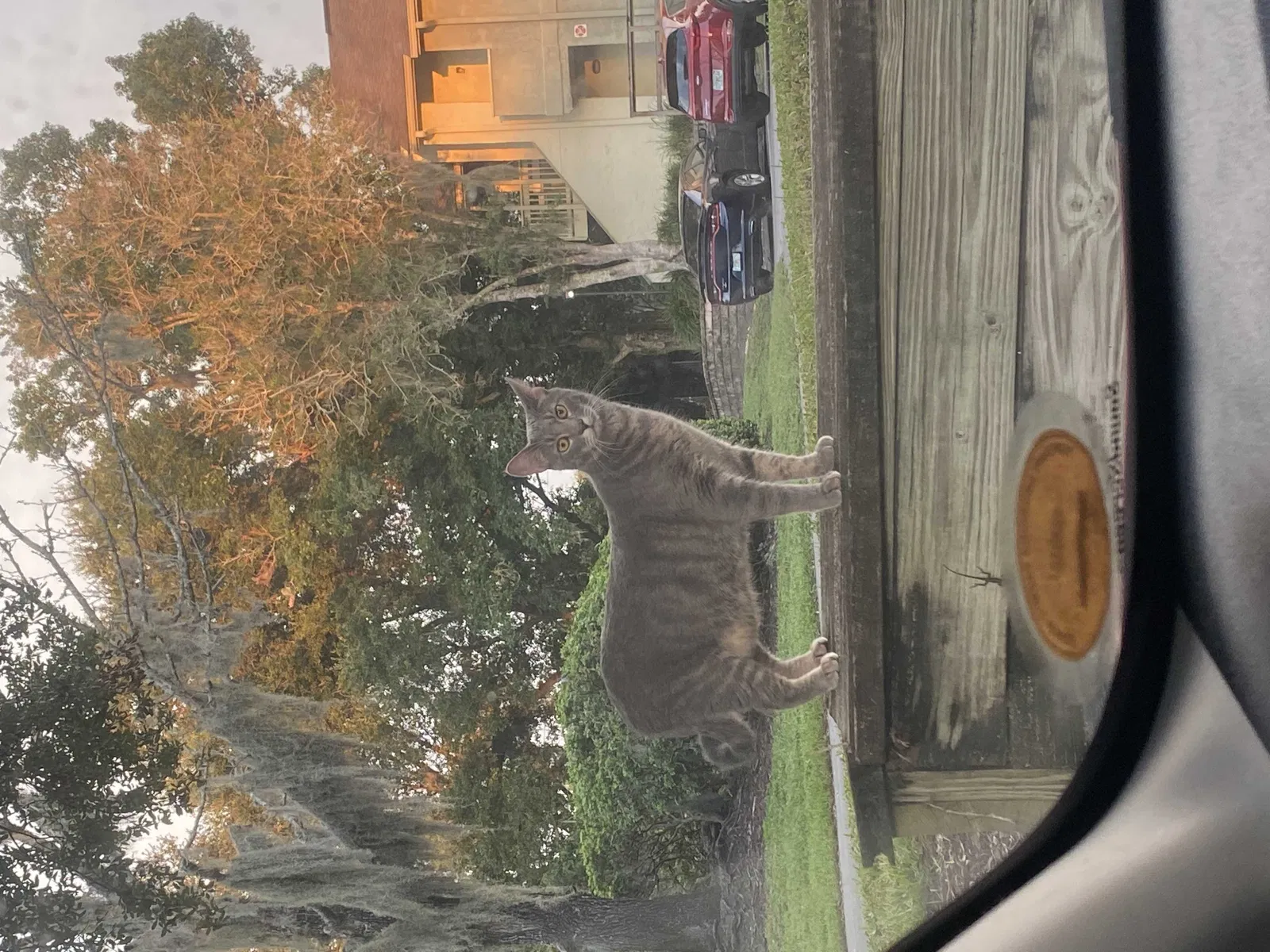 Lost cat in Jacksonville, FL, 32256