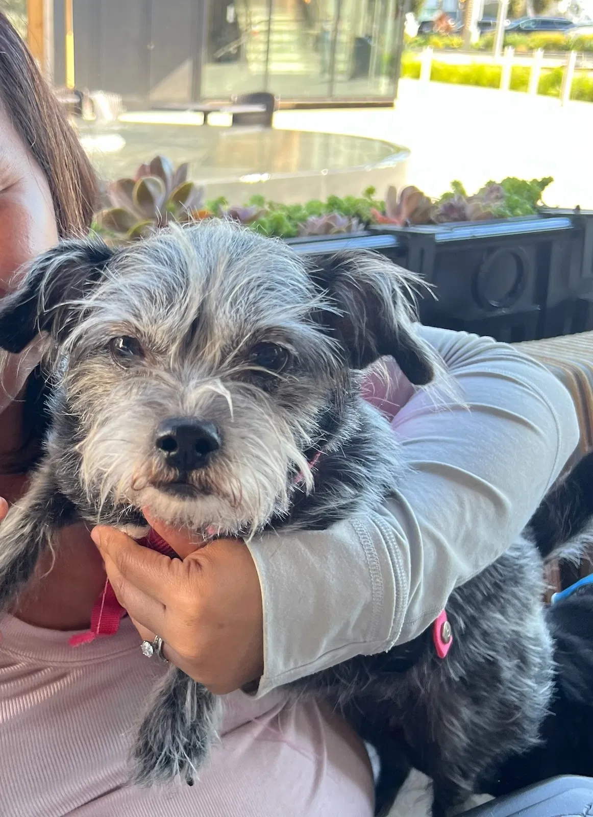Lost dog in Hayward, CA, 94542