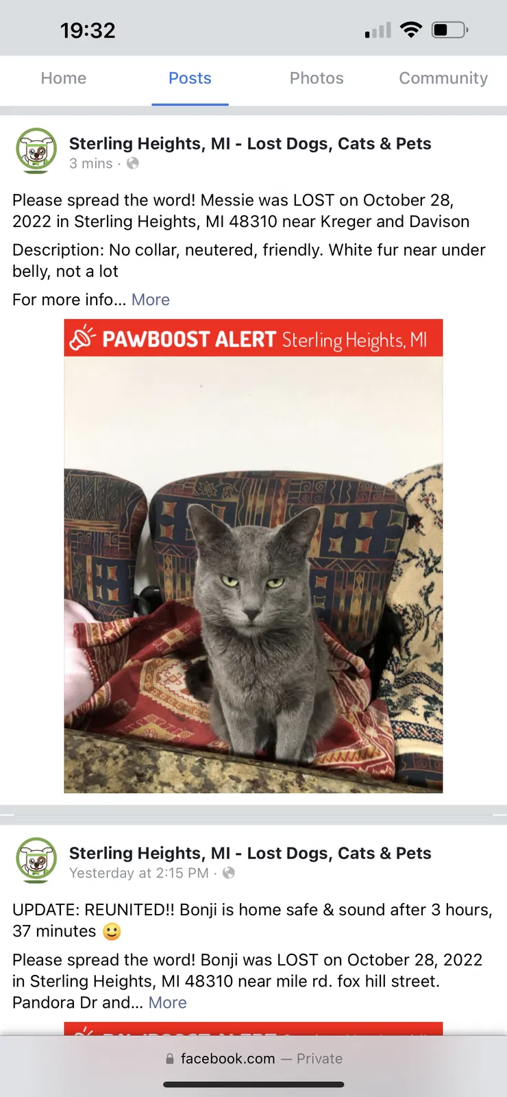 Lost cat in Sterling Heights, MI, 48310