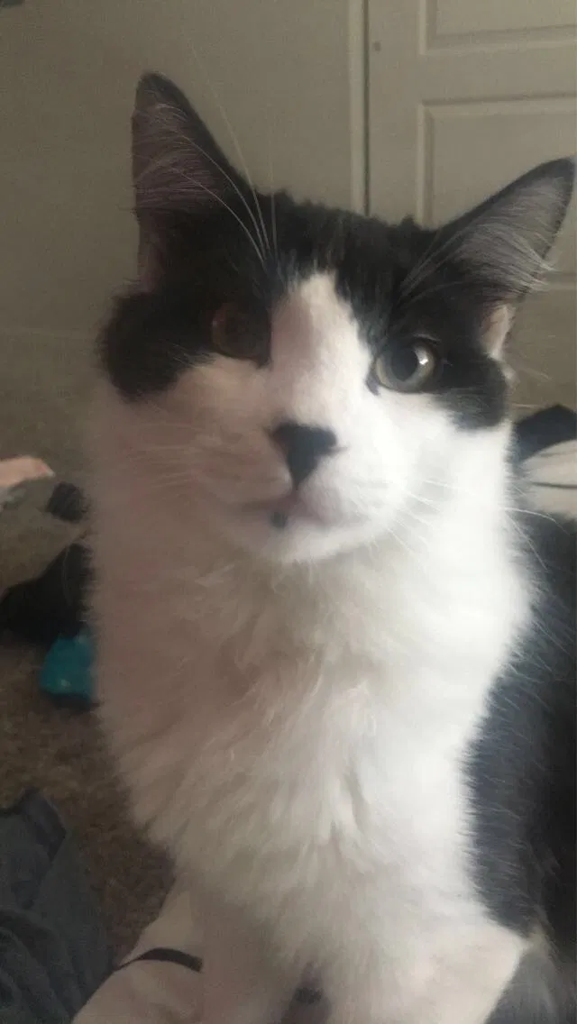 Lost cat in Salt Lake City, UT, 84107