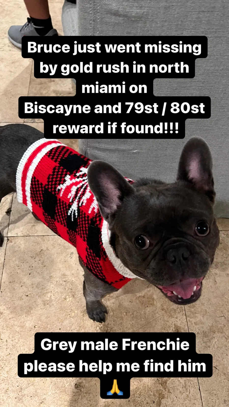 Lost dog in Miami, FL, 33138