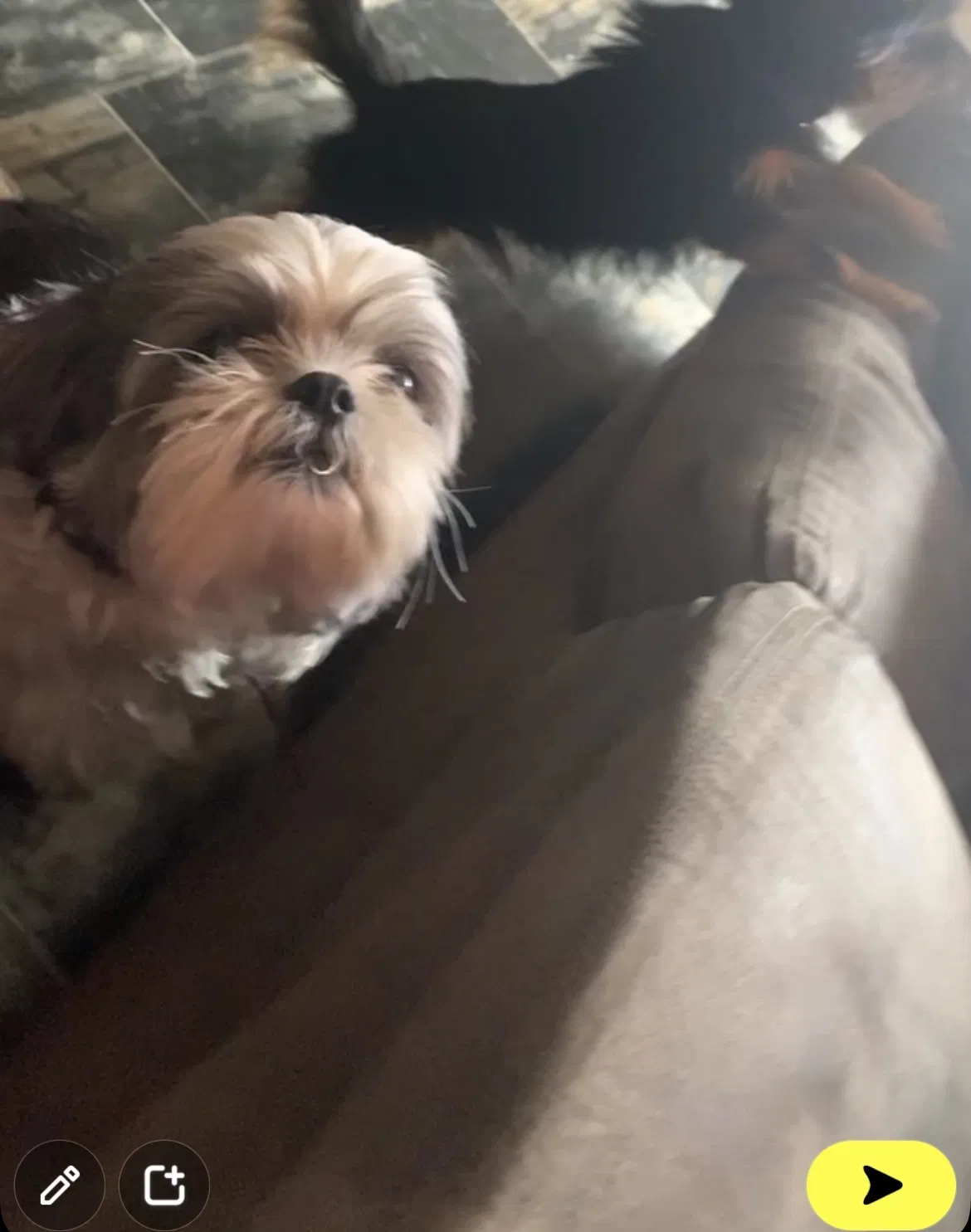 Lost dog in Ridgeland, SC, 29936