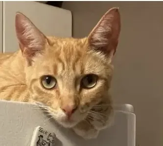 Lost cat in South San Francisco, CA, 94080