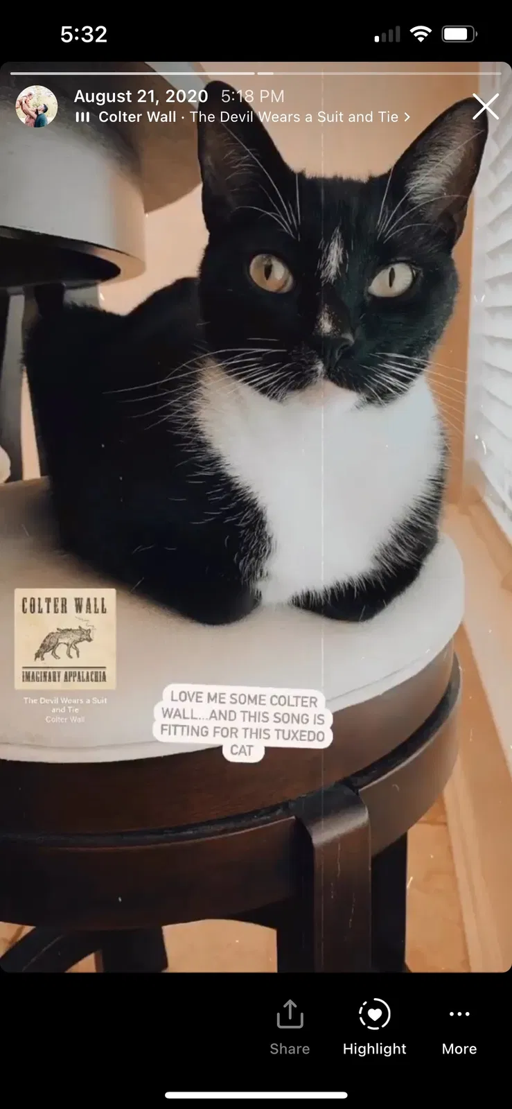 Lost cat in West Columbia, SC, 29170